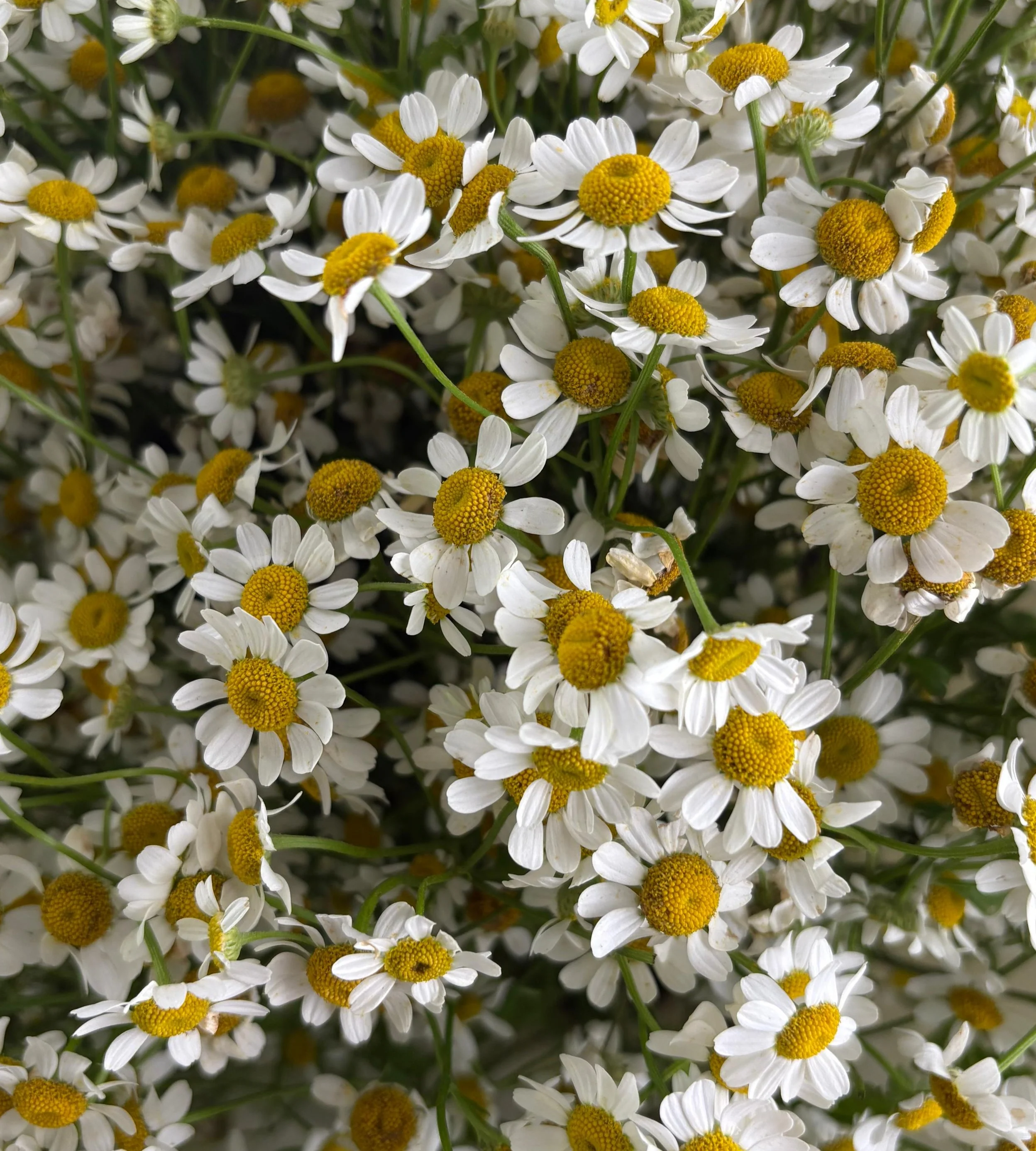 Chamomile Charm - Image 2