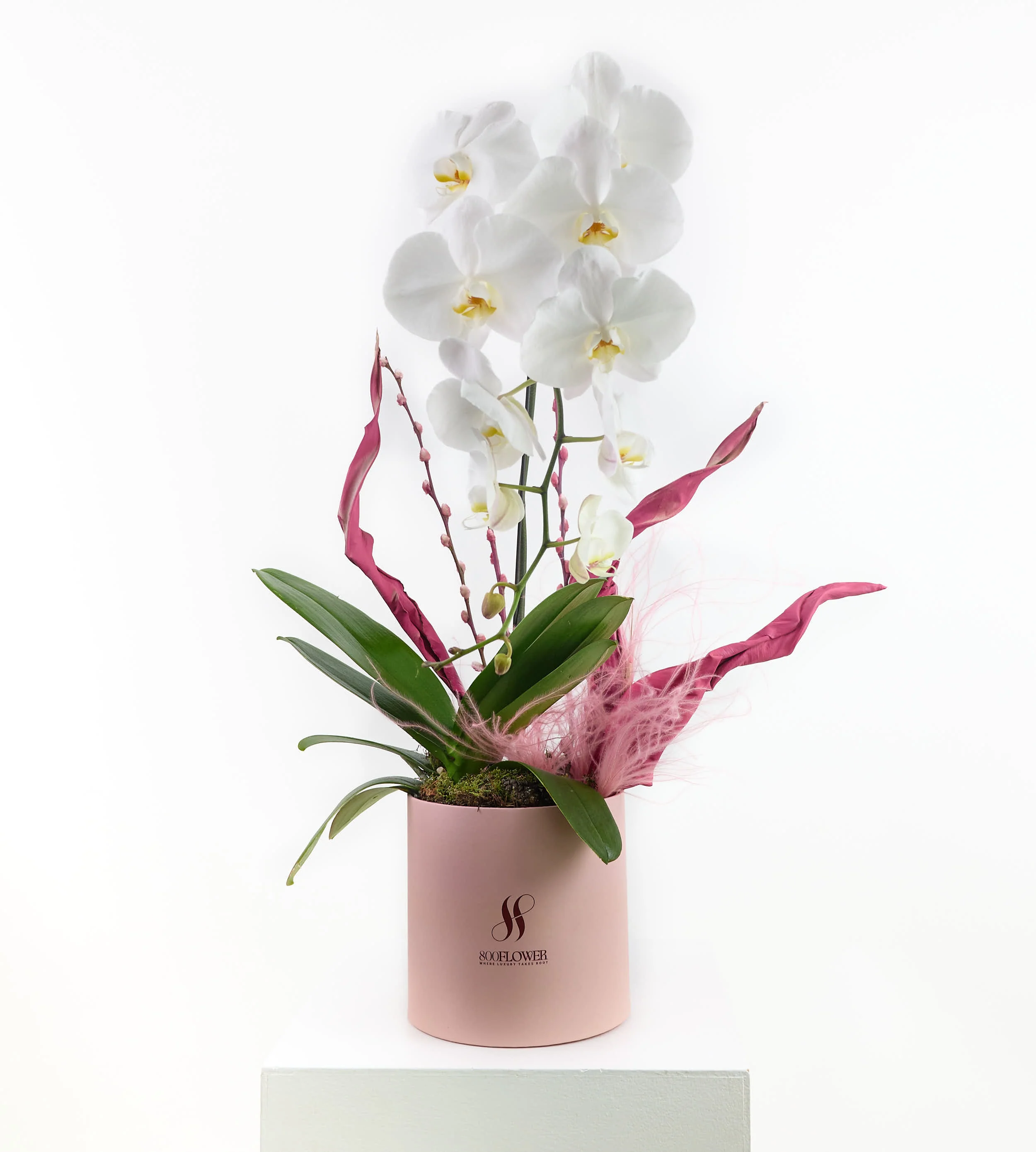 Her Bloom