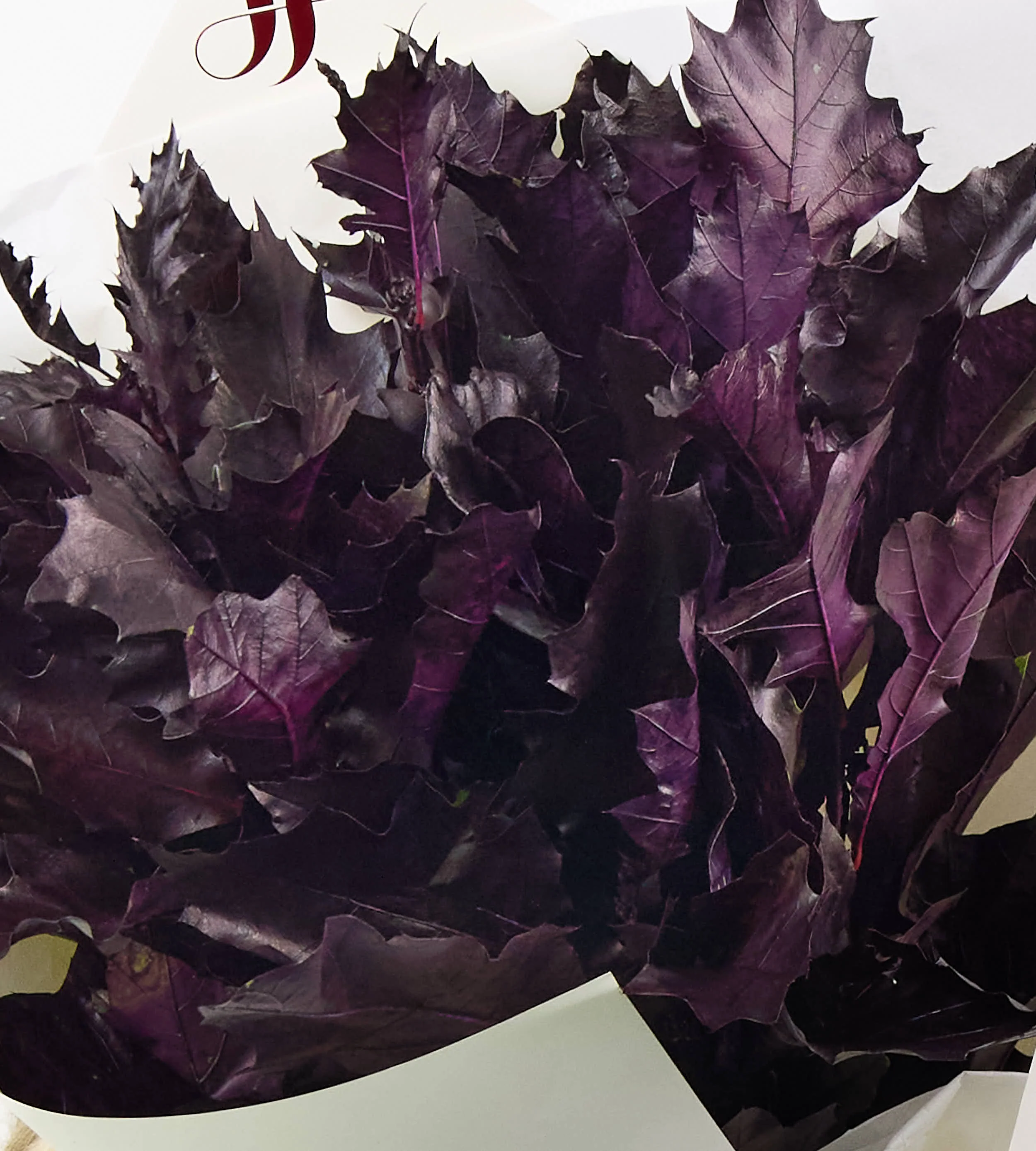 Velours Violet - Image 2
